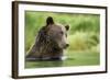 Brown Bear, Katmai National Park, Alaska-null-Framed Photographic Print