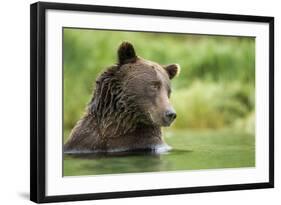 Brown Bear, Katmai National Park, Alaska-null-Framed Photographic Print