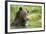 Brown Bear, Katmai National Park, Alaska-null-Framed Photographic Print