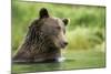 Brown Bear, Katmai National Park, Alaska-null-Mounted Photographic Print