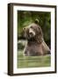 Brown Bear, Katmai National Park, Alaska-null-Framed Photographic Print