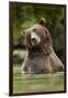 Brown Bear, Katmai National Park, Alaska-null-Framed Photographic Print