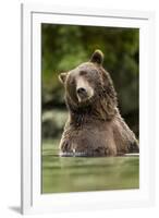 Brown Bear, Katmai National Park, Alaska-null-Framed Photographic Print