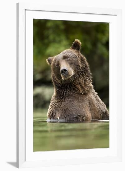 Brown Bear, Katmai National Park, Alaska-null-Framed Photographic Print