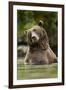 Brown Bear, Katmai National Park, Alaska-null-Framed Photographic Print