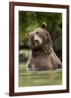 Brown Bear, Katmai National Park, Alaska-null-Framed Photographic Print