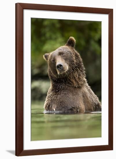 Brown Bear, Katmai National Park, Alaska-null-Framed Photographic Print