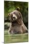 Brown Bear, Katmai National Park, Alaska-null-Mounted Photographic Print