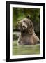 Brown Bear, Katmai National Park, Alaska-null-Framed Photographic Print