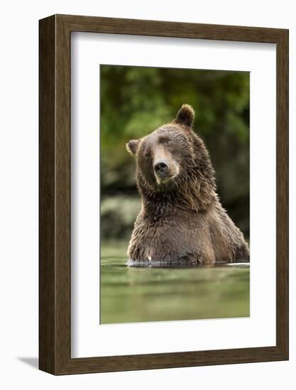 Brown Bear, Katmai National Park, Alaska-null-Framed Photographic Print