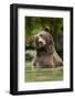 Brown Bear, Katmai National Park, Alaska-null-Framed Photographic Print