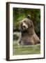 Brown Bear, Katmai National Park, Alaska-null-Framed Photographic Print