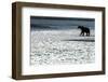 Brown Bear, Katmai National Park, Alaska-null-Framed Photographic Print