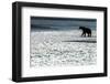 Brown Bear, Katmai National Park, Alaska-null-Framed Photographic Print