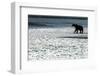 Brown Bear, Katmai National Park, Alaska-null-Framed Photographic Print