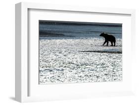 Brown Bear, Katmai National Park, Alaska-null-Framed Photographic Print