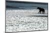 Brown Bear, Katmai National Park, Alaska-null-Mounted Photographic Print