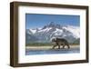 Brown Bear, Katmai National Park, Alaska-null-Framed Photographic Print