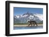 Brown Bear, Katmai National Park, Alaska-null-Framed Photographic Print