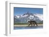 Brown Bear, Katmai National Park, Alaska-null-Framed Photographic Print