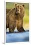 Brown Bear, Katmai National Park, Alaska-null-Framed Photographic Print