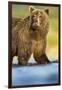 Brown Bear, Katmai National Park, Alaska-null-Framed Photographic Print