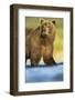 Brown Bear, Katmai National Park, Alaska-null-Framed Photographic Print