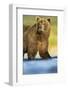 Brown Bear, Katmai National Park, Alaska-null-Framed Photographic Print