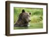 Brown Bear, Katmai National Park, Alaska-null-Framed Photographic Print