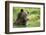 Brown Bear, Katmai National Park, Alaska-null-Framed Photographic Print