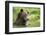 Brown Bear, Katmai National Park, Alaska-null-Framed Photographic Print