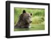 Brown Bear, Katmai National Park, Alaska-null-Framed Photographic Print