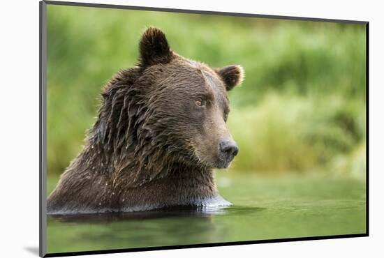 Brown Bear, Katmai National Park, Alaska-null-Mounted Photographic Print