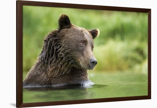 Brown Bear, Katmai National Park, Alaska-null-Framed Photographic Print