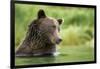 Brown Bear, Katmai National Park, Alaska-null-Framed Photographic Print