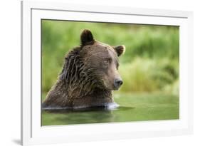 Brown Bear, Katmai National Park, Alaska-null-Framed Photographic Print