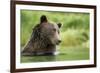 Brown Bear, Katmai National Park, Alaska-null-Framed Photographic Print