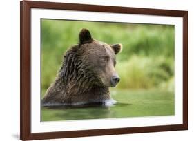 Brown Bear, Katmai National Park, Alaska-null-Framed Photographic Print