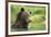 Brown Bear, Katmai National Park, Alaska-null-Framed Photographic Print