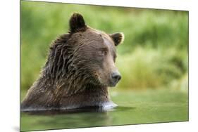 Brown Bear, Katmai National Park, Alaska-null-Mounted Photographic Print