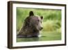 Brown Bear, Katmai National Park, Alaska-null-Framed Photographic Print