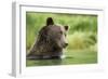 Brown Bear, Katmai National Park, Alaska-null-Framed Photographic Print