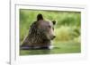 Brown Bear, Katmai National Park, Alaska-null-Framed Photographic Print