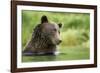 Brown Bear, Katmai National Park, Alaska-null-Framed Photographic Print