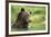 Brown Bear, Katmai National Park, Alaska-null-Framed Photographic Print