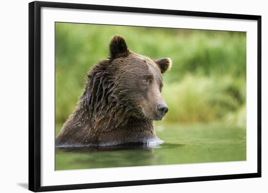 Brown Bear, Katmai National Park, Alaska-null-Framed Photographic Print