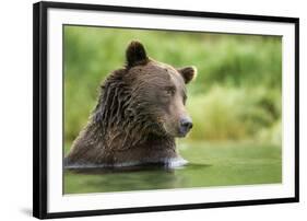 Brown Bear, Katmai National Park, Alaska-null-Framed Photographic Print