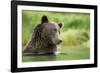 Brown Bear, Katmai National Park, Alaska-null-Framed Photographic Print