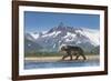 Brown Bear, Katmai National Park, Alaska-null-Framed Photographic Print