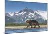 Brown Bear, Katmai National Park, Alaska-null-Mounted Photographic Print